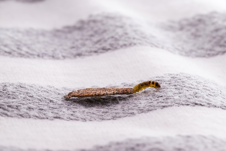 7 Practical Tips to Keep Your Area Rug Free From Bugs and Moths